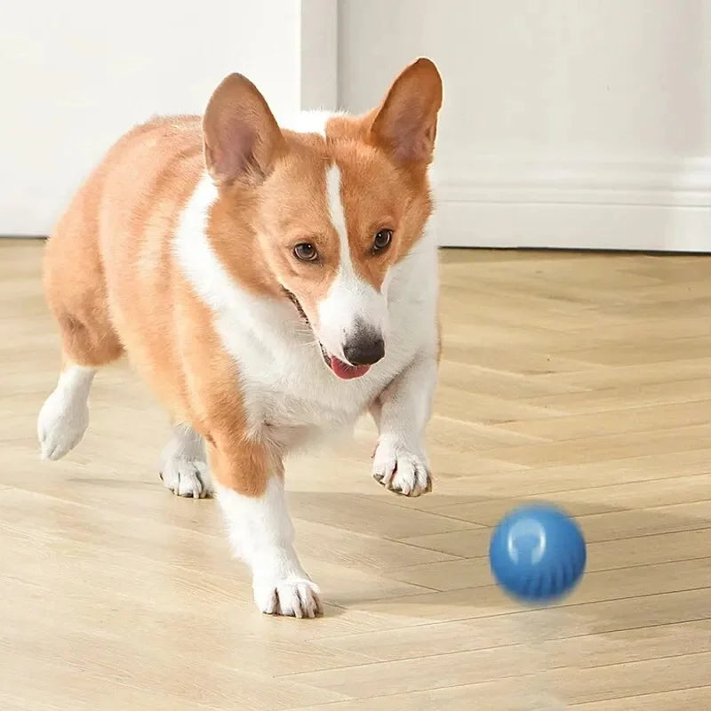 Dog Toy Ball - Bola Inteligente Para Cães