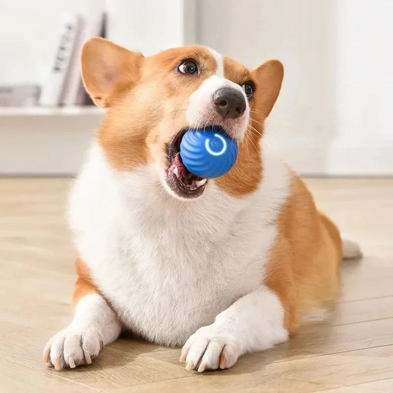 Dog Toy Ball - Bola Inteligente Para Cães